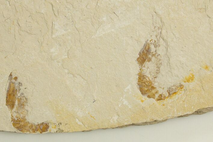 Two Cretaceous Fossil Shrimp - Lebanon #323728